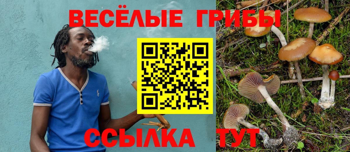 Псилоцибиновые грибы мицелий Горно-Алтайск